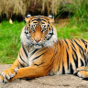 Meet your Posher, Leon